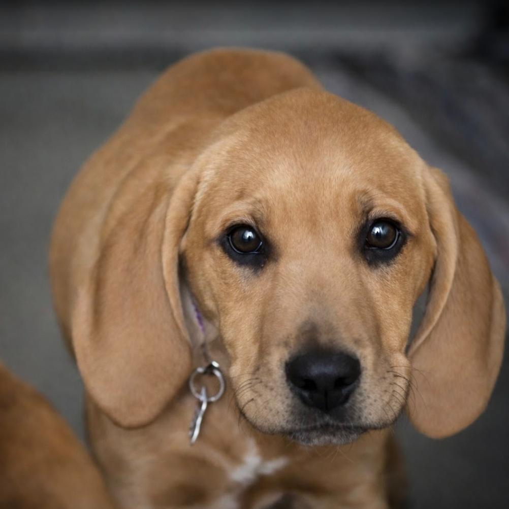 Tank, a Adoptable mixed breed in Pinedale, WY image 5/5