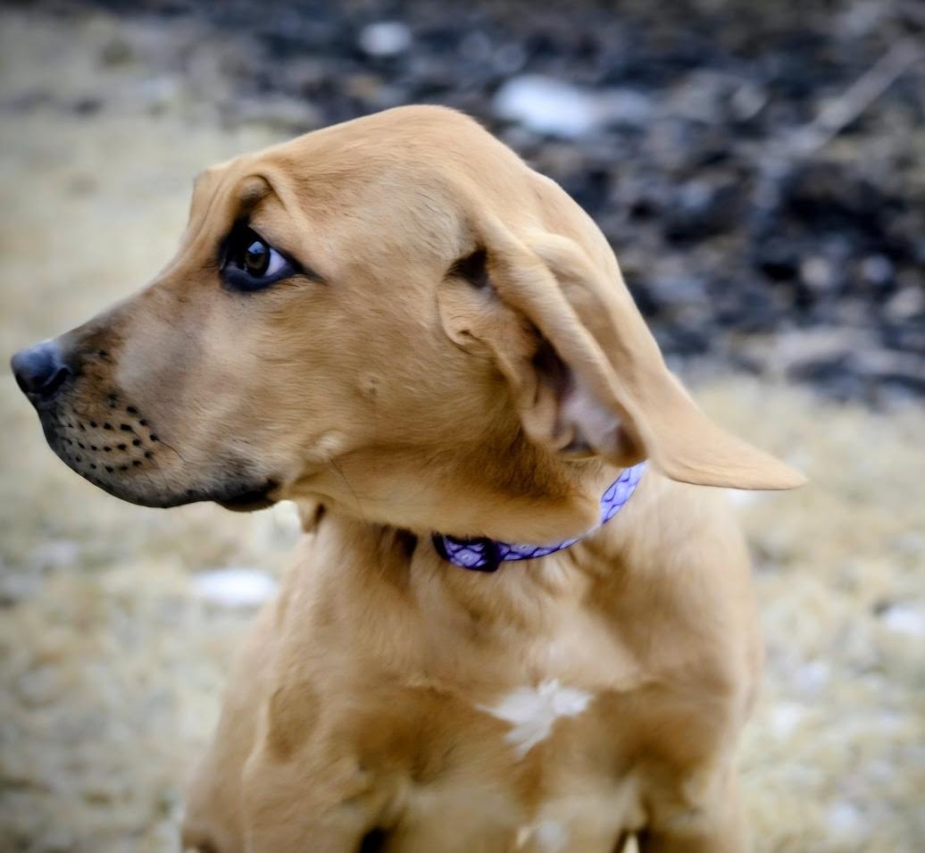 Tank, a Adoptable mixed breed in Pinedale, WY image 2/5