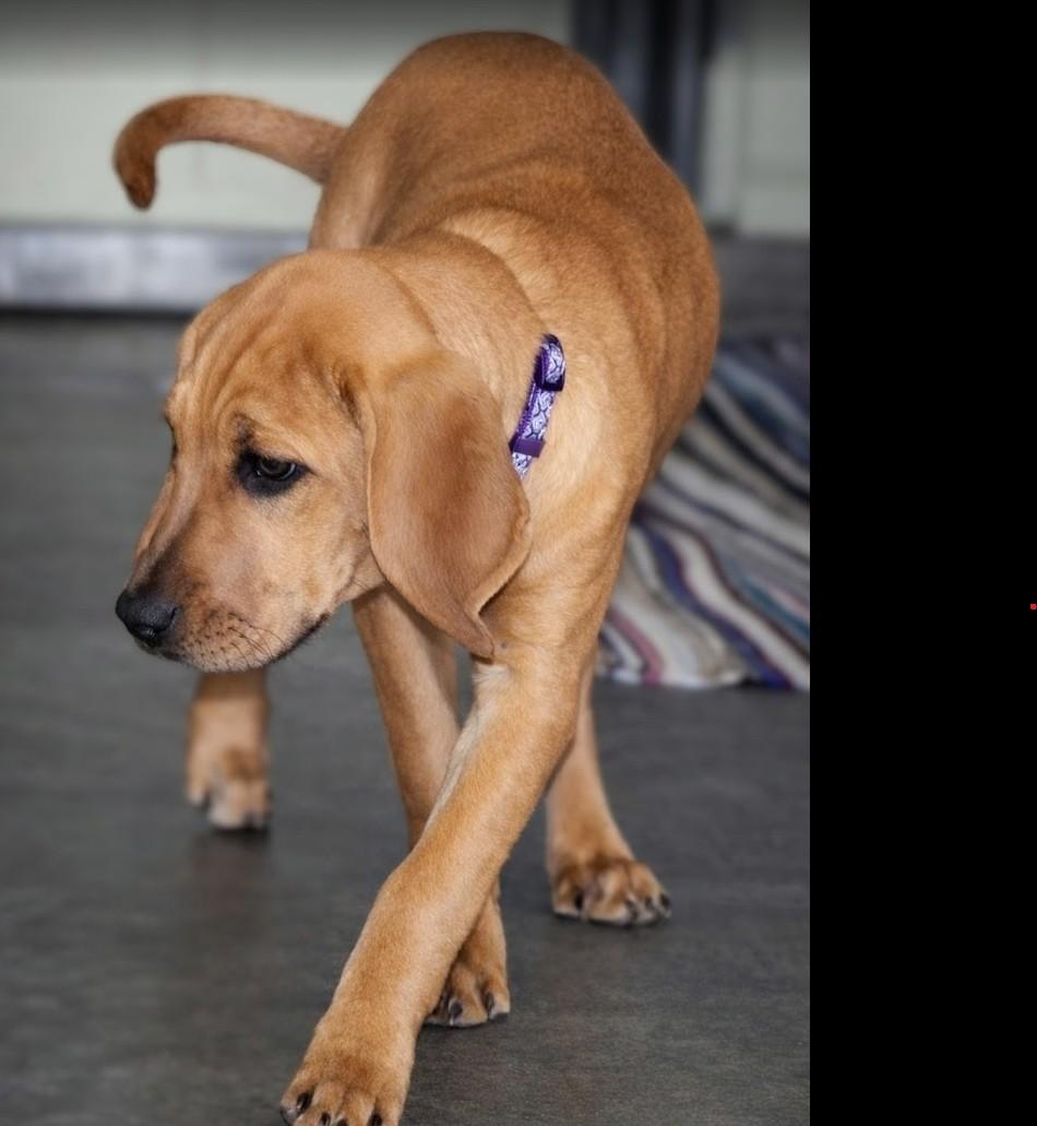 Tank, a Adoptable mixed breed in Pinedale, WY image 4/5