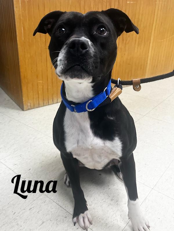 Enlarge Luna, a Adoptable Pit Bull Terrier image 2/2