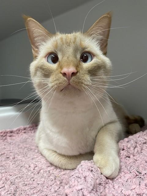 Enlarge Gordy, an adopted mixed breed in Hayward, WI image 1/1