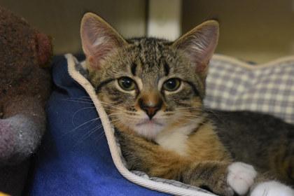 Bloop, Adoptable, Young Male Domestic Short Hair & Domestic Short Hair.