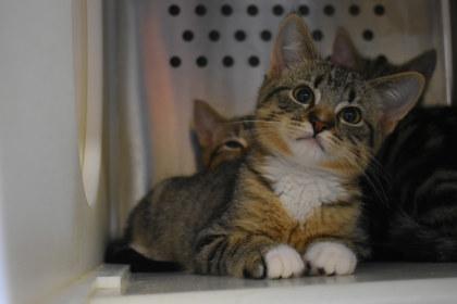 Enlarge Bloop, a Adoptable mixed breed in Kansas City, MO image 2/2
