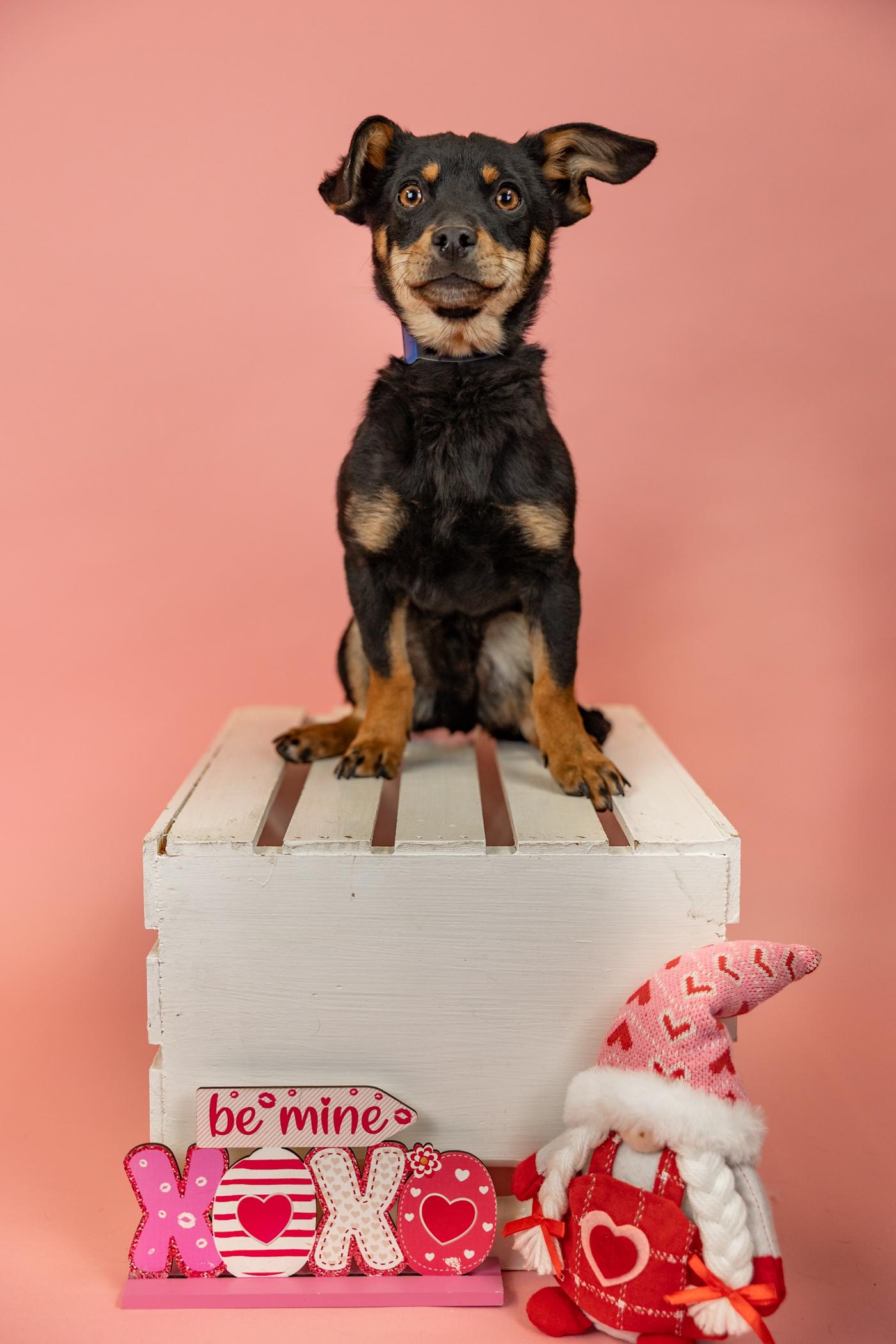 Enlarge 113-26, an adopted mixed breed in Brighton, CO image 1/1