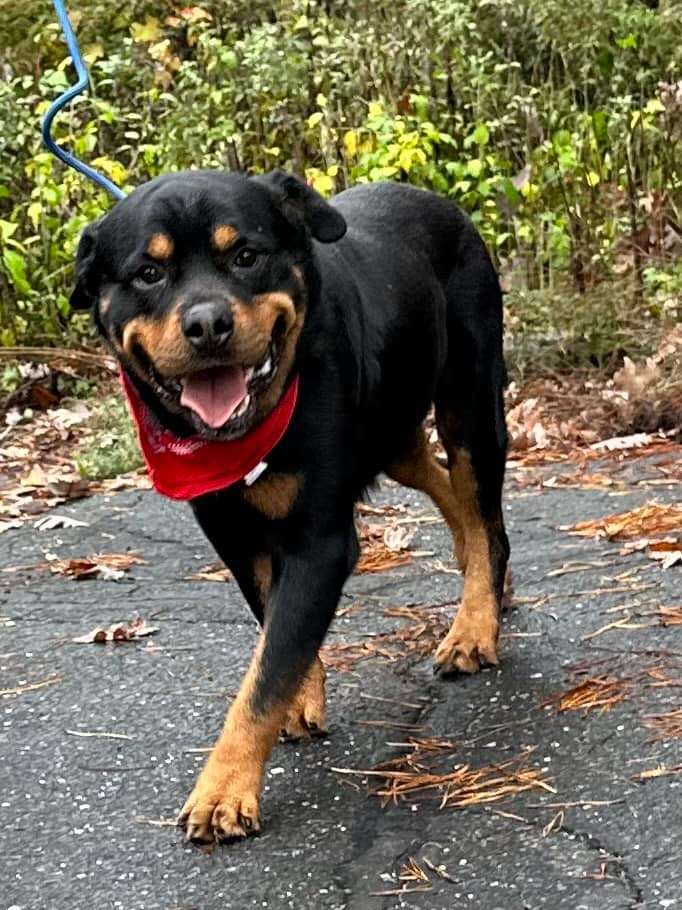 Angelo, a Adoptable Rottweiler in Old Westbury, NY image 2/6