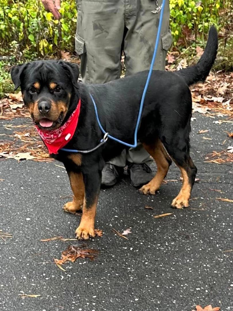 Angelo, a Adoptable Rottweiler in Old Westbury, NY image 3/6