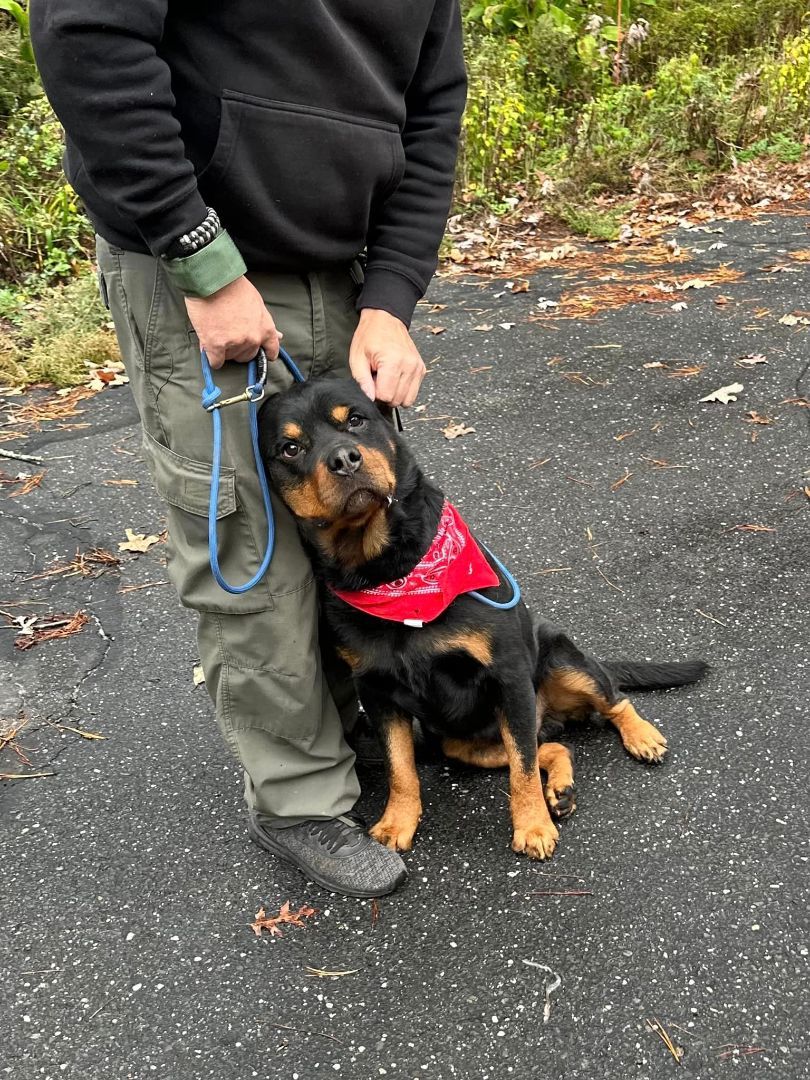 Angelo, a Adoptable Rottweiler in Old Westbury, NY image 4/6