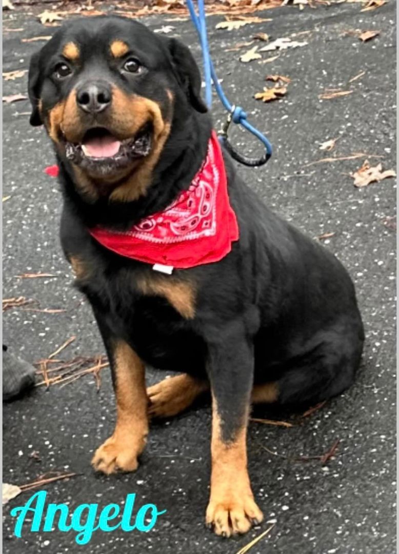 Angelo, a Adoptable Rottweiler in Old Westbury, NY image 5/6