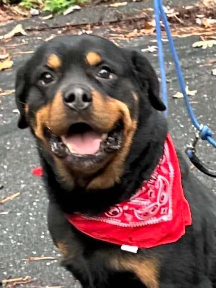 Angelo, a Adoptable Rottweiler in Old Westbury, NY image 6/6