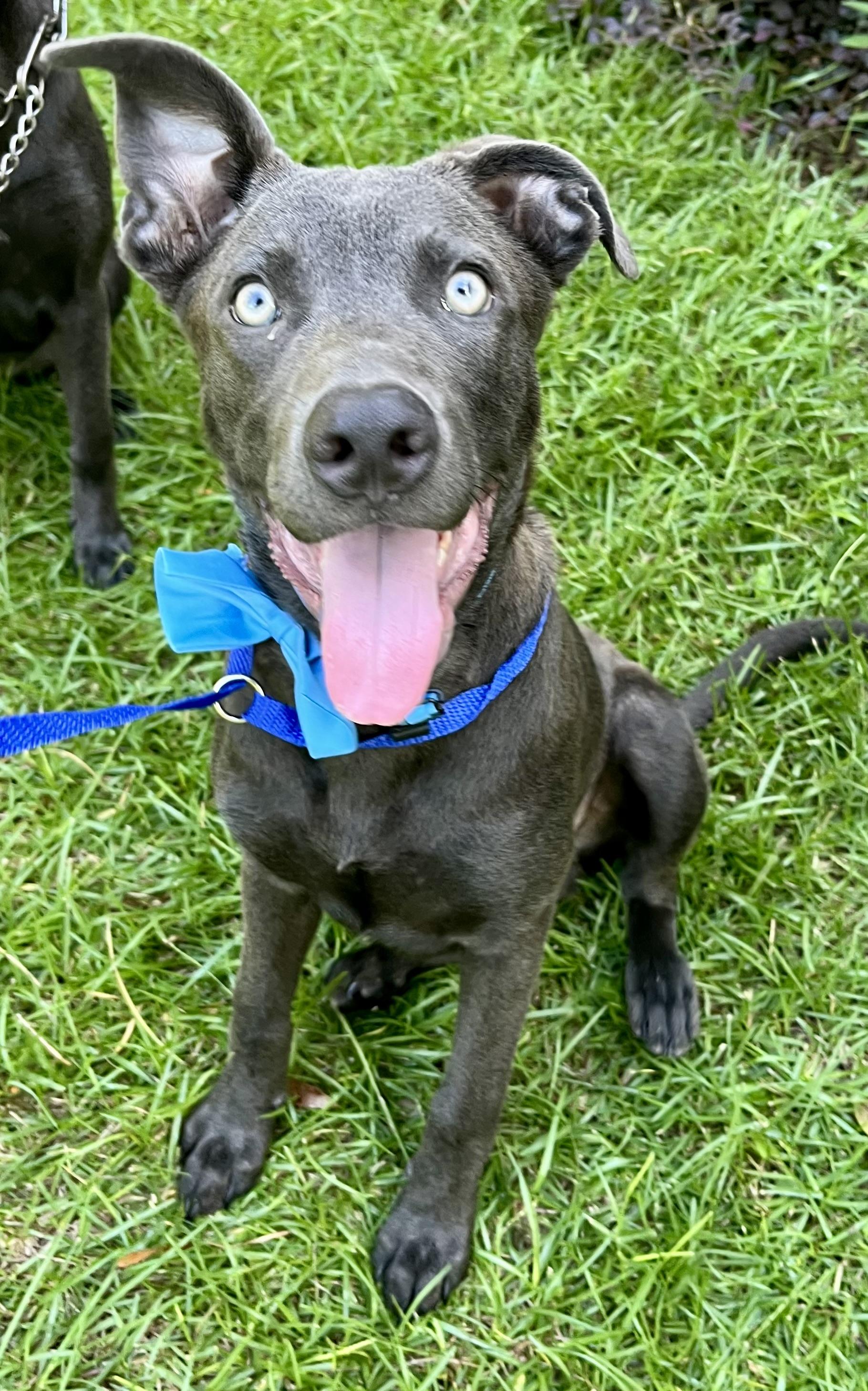 Blue, Adoptable, Puppy Male Labrador Retriever & Mixed Breed.