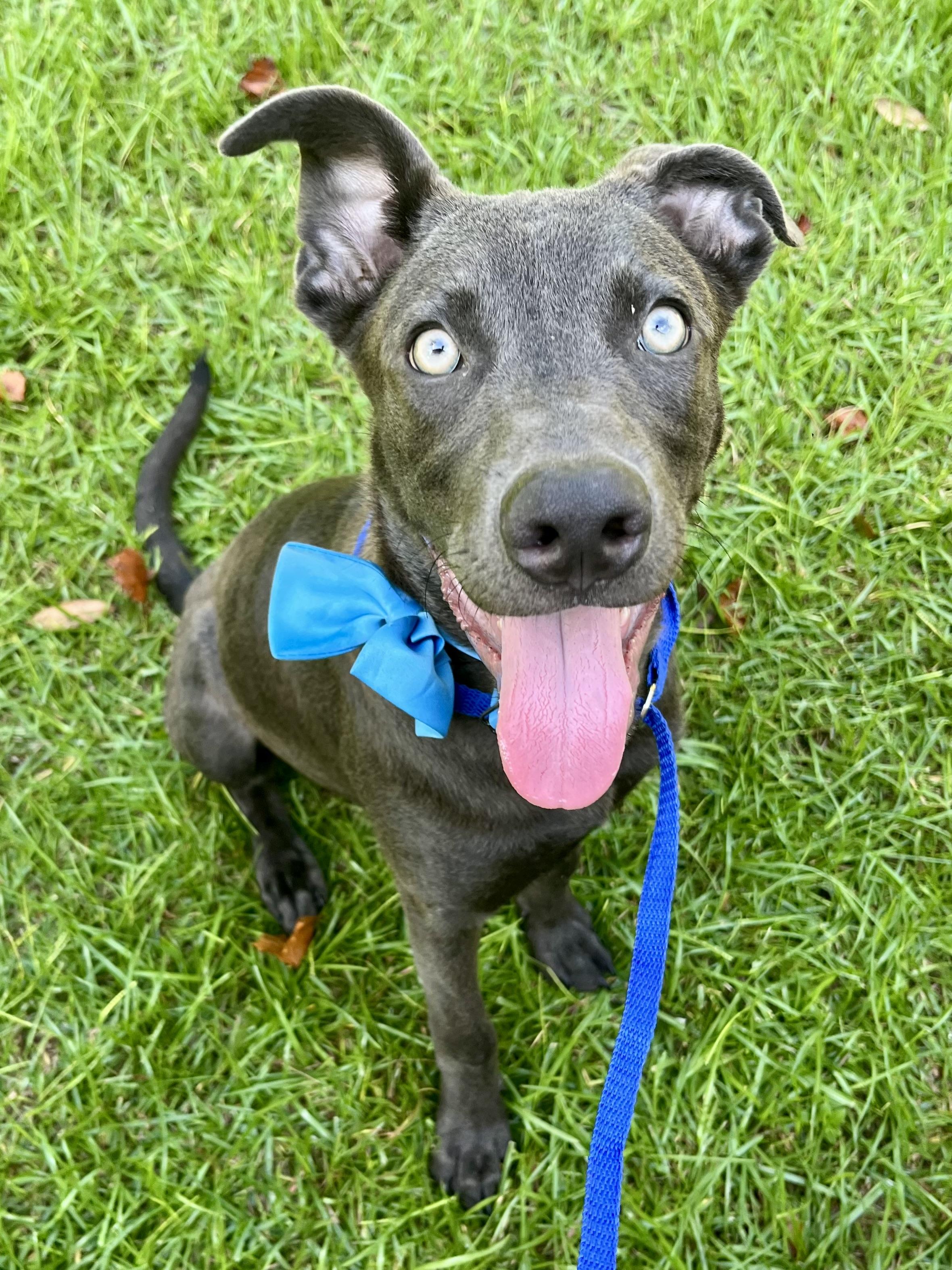 Enlarge Blue, a Adoptable mixed breed in Charlotte , NC image 5/6