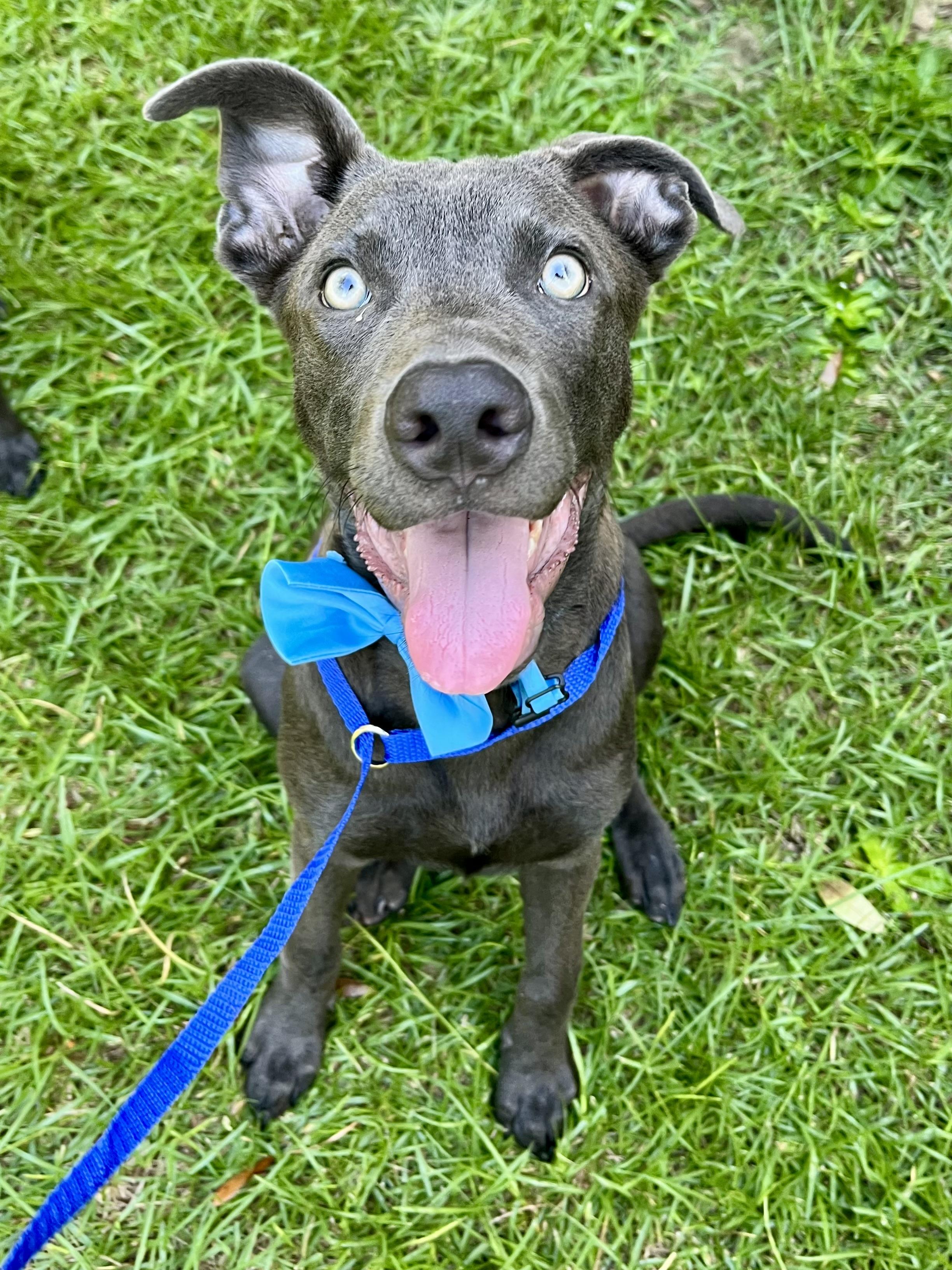 Enlarge Blue, a Adoptable mixed breed in Charlotte , NC image 6/6