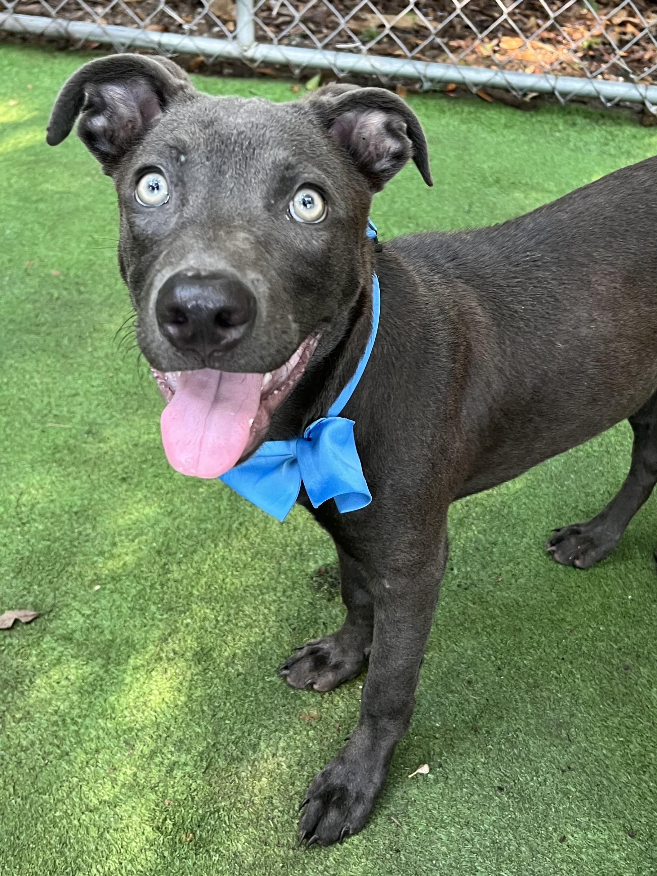 Enlarge Blue, a Adoptable mixed breed in Charlotte , NC image 3/6