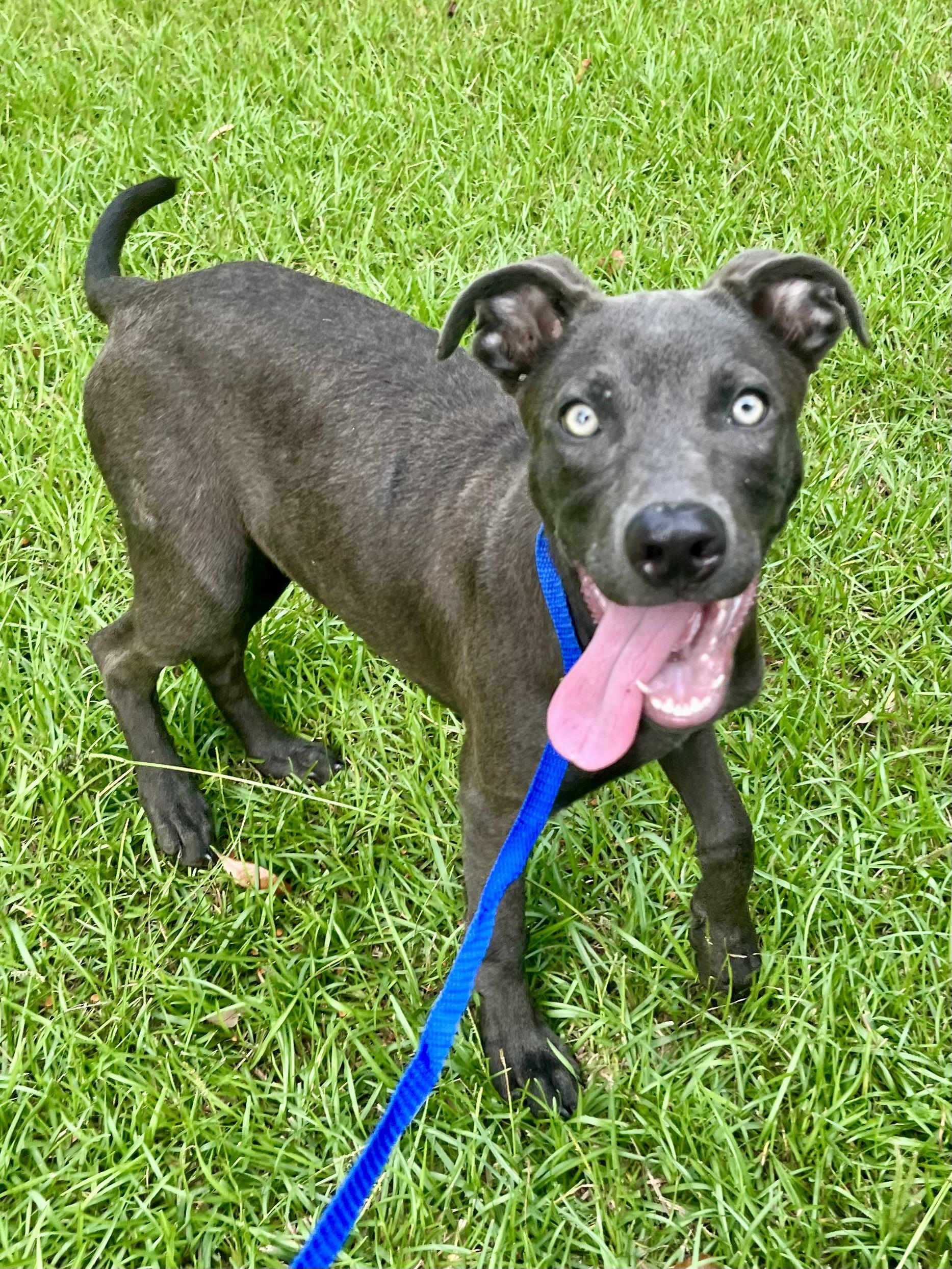 Enlarge Blue, a Adoptable mixed breed in Charlotte , NC image 4/6