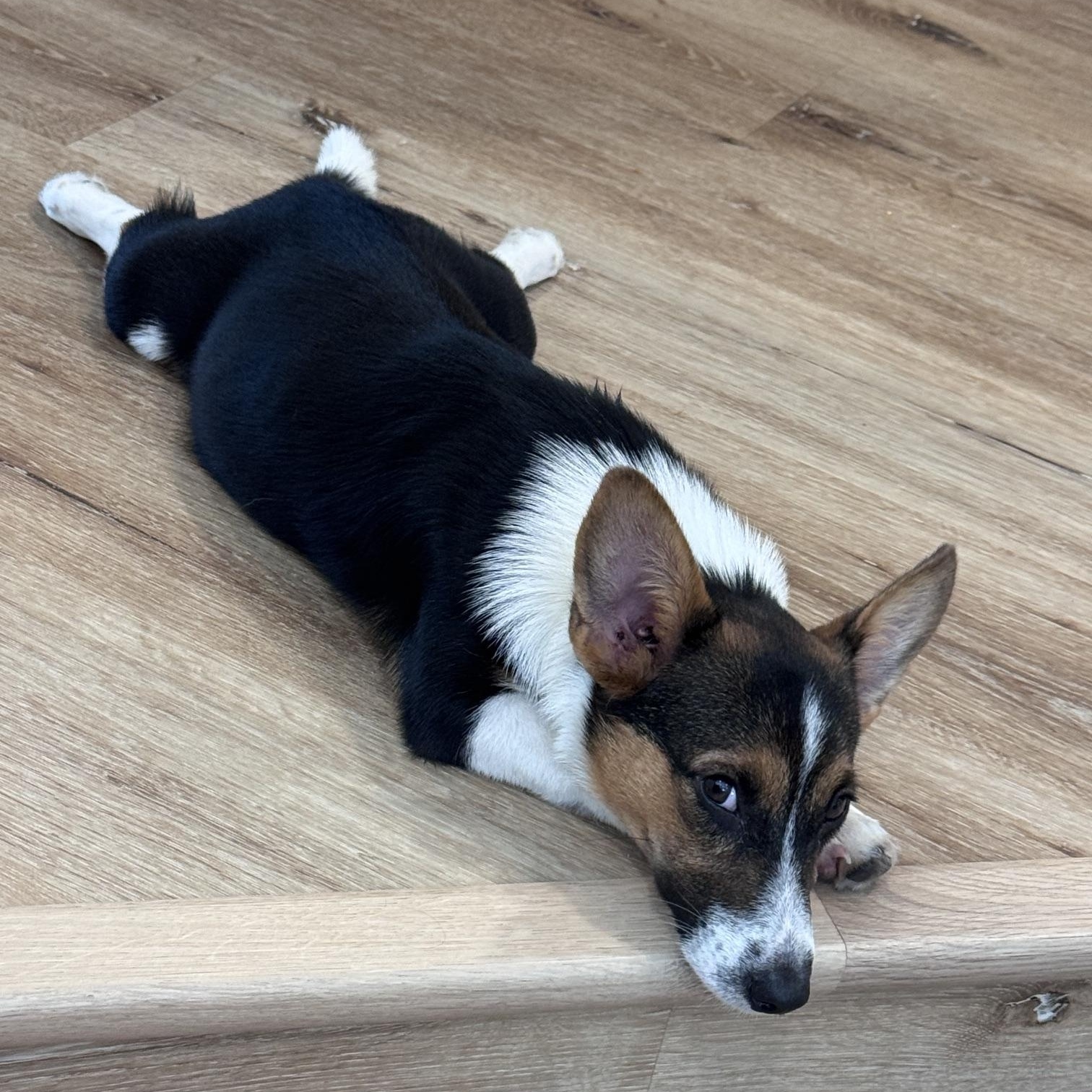 Enlarge Taffy, a ADOPTABLE Pembroke Welsh Corgi in Bradenton, FL image 3/6