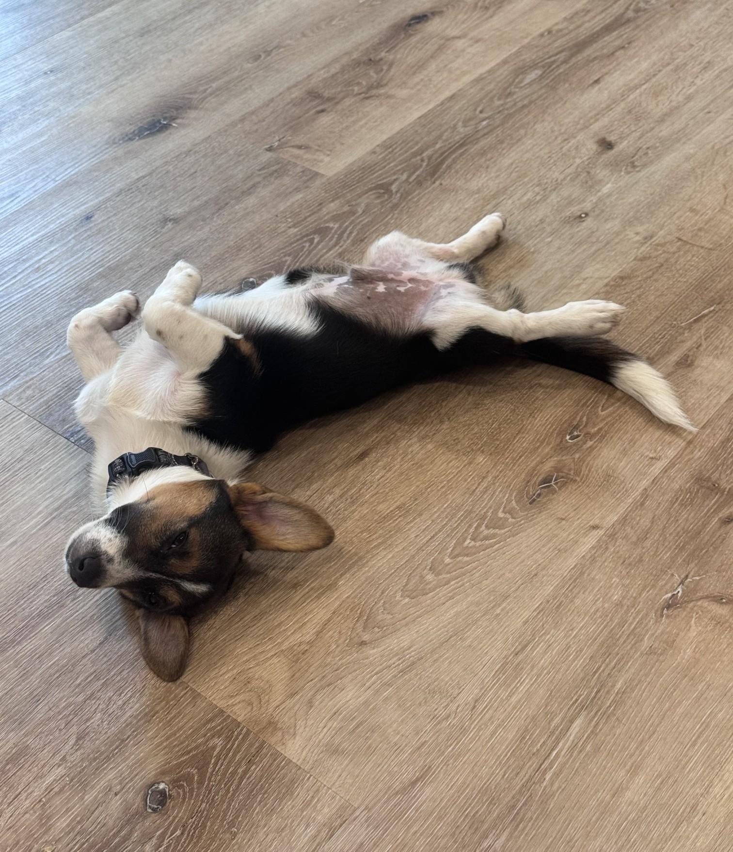 Enlarge Taffy, a ADOPTABLE Pembroke Welsh Corgi in Bradenton, FL image 4/6
