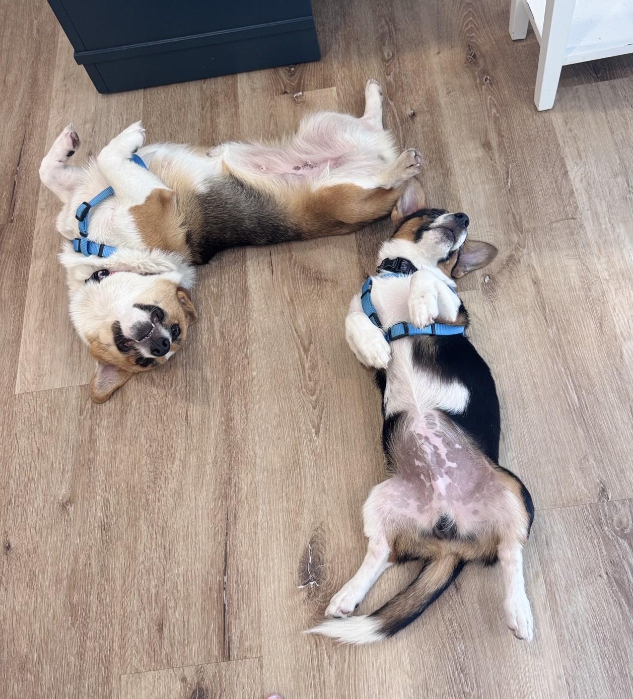 Enlarge Taffy, a ADOPTABLE Pembroke Welsh Corgi in Bradenton, FL image 6/6
