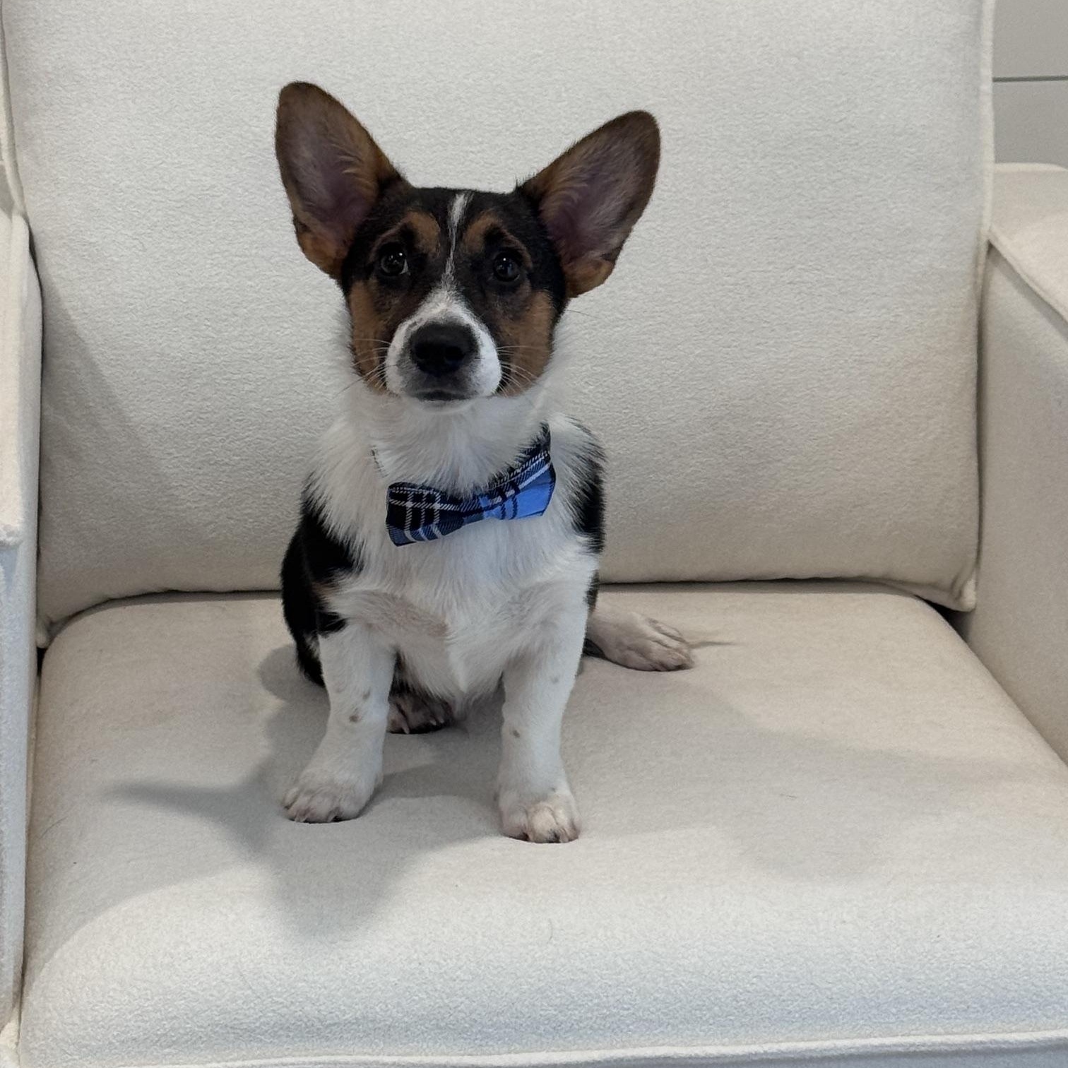 Taffy, ADOPTABLE, Puppy Male Pembroke Welsh Corgi.