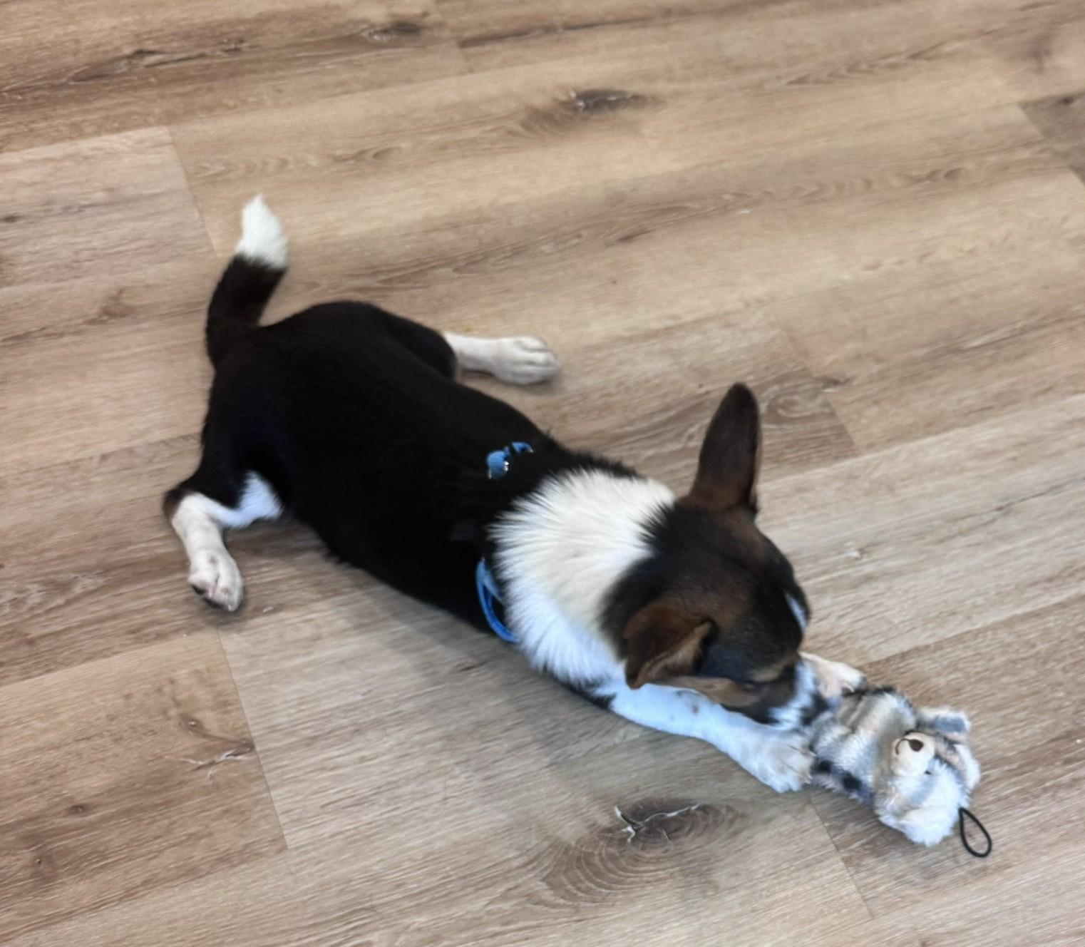 Enlarge Taffy, a ADOPTABLE Pembroke Welsh Corgi in Bradenton, FL image 2/6