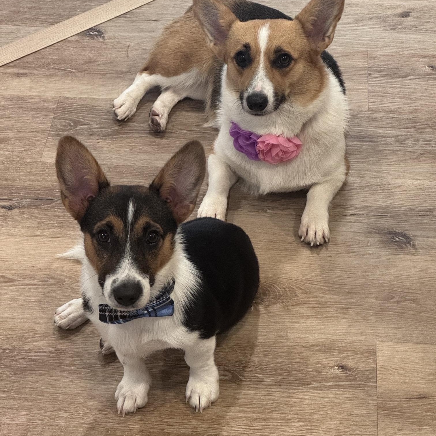 Enlarge Taffy, a ADOPTABLE Pembroke Welsh Corgi in Bradenton, FL image 5/6