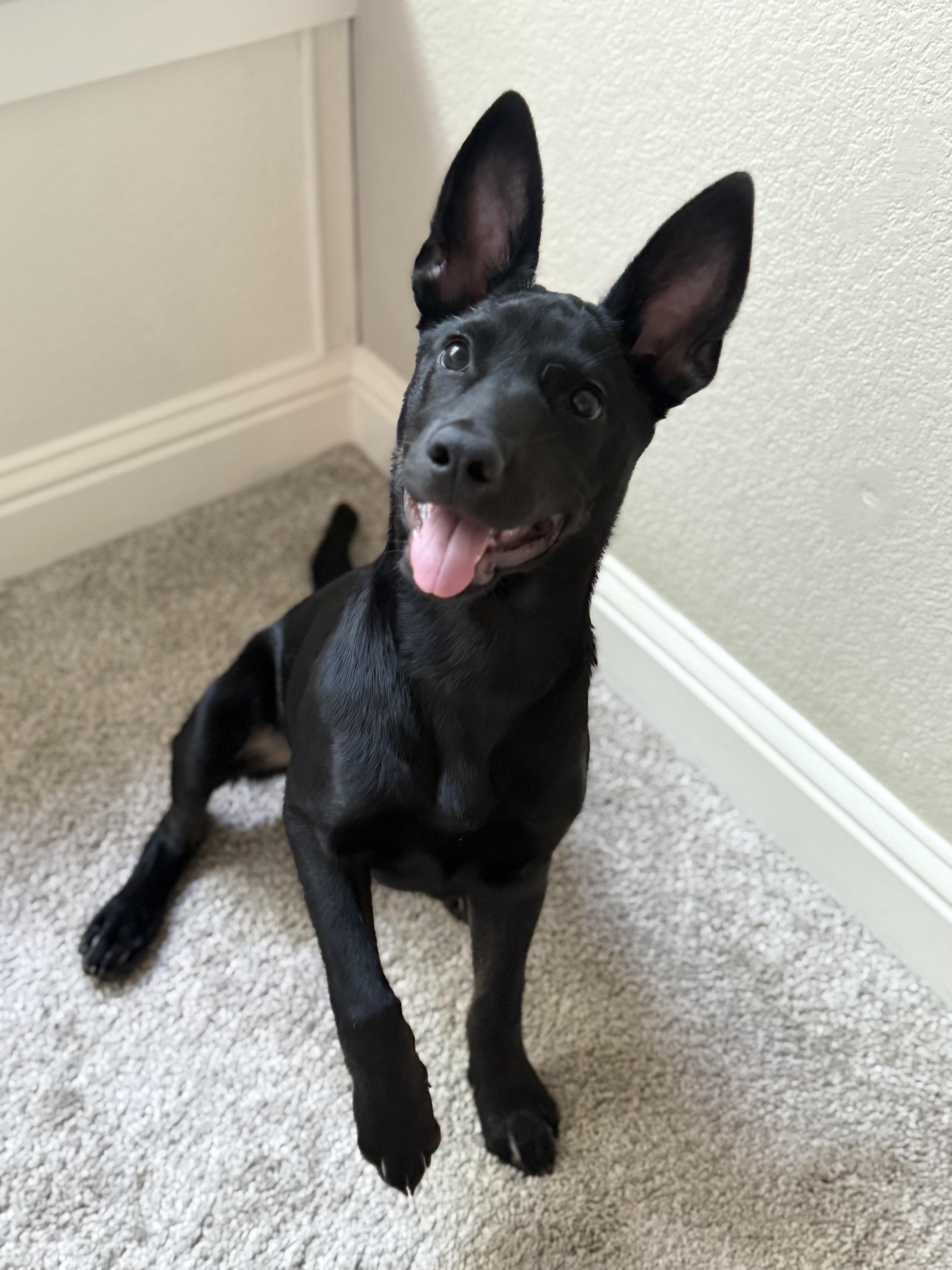 Enlarge Millie, a Adoptable mixed breed in Dale, TX image 2/4