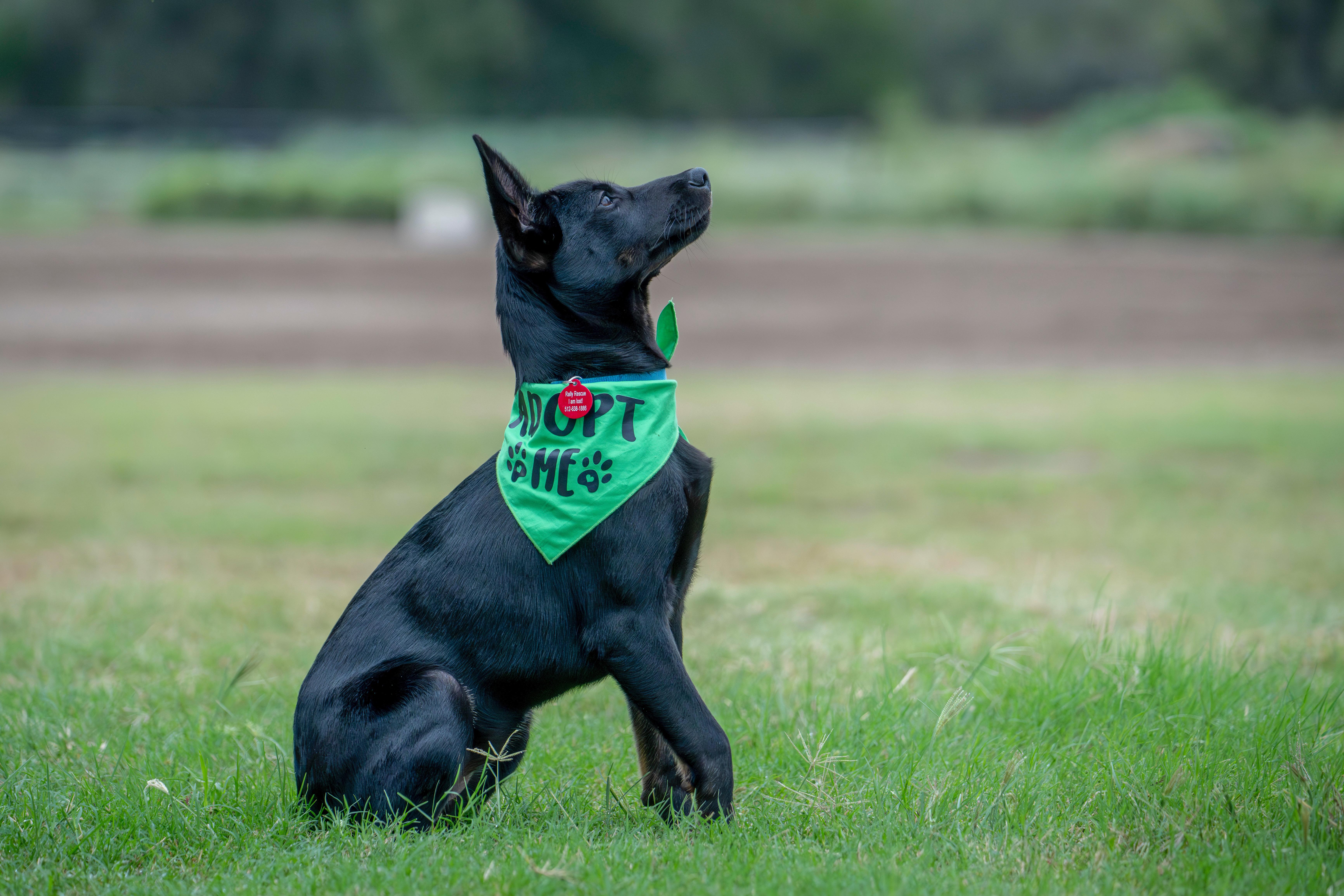 Enlarge Millie, a Adoptable mixed breed in Dale, TX image 1/4