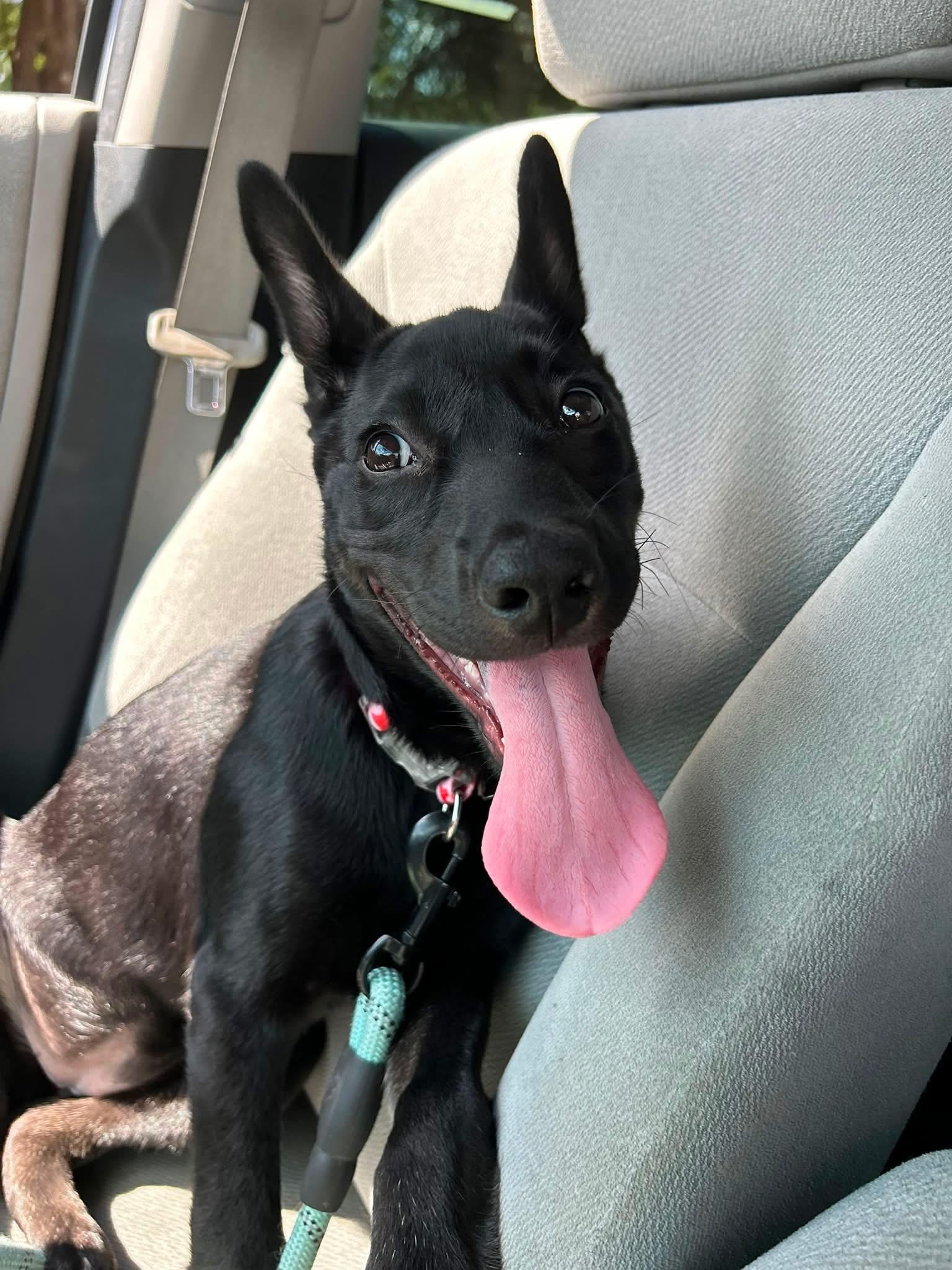 Enlarge Millie, a Adoptable mixed breed in Dale, TX image 3/4