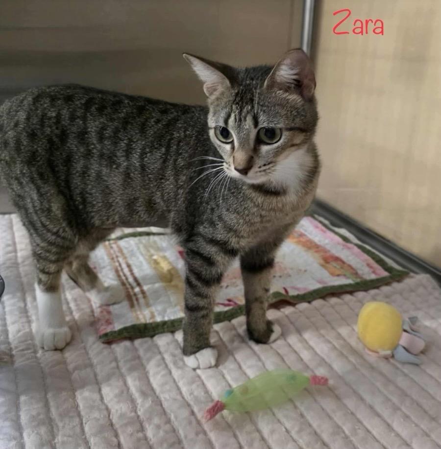 Zara, a Adoptable mixed breed in Berlin, MD image 1/2