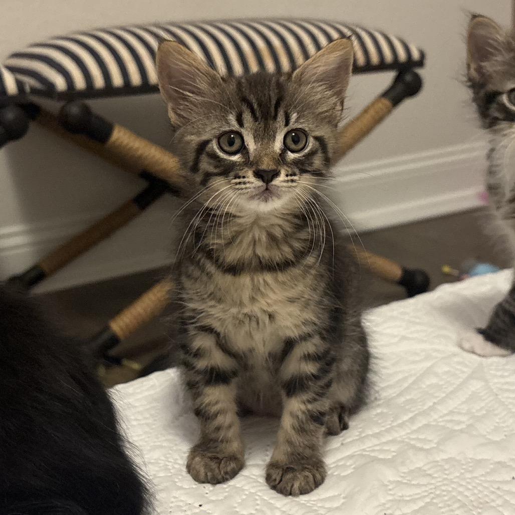 Chandler, Adoptable, Kitten Male Domestic Medium Hair.