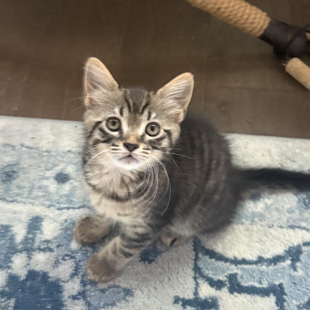Chandler, a Adoptable Domestic Medium Hair in Ponte Vedra Beach, FL image 2/2