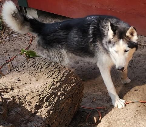 Spike, a Adoptable Siberian Husky in Lakeland, FL image 1/2