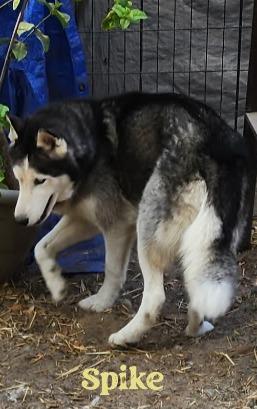 Spike, a Adoptable Siberian Husky in Lakeland, FL image 2/2