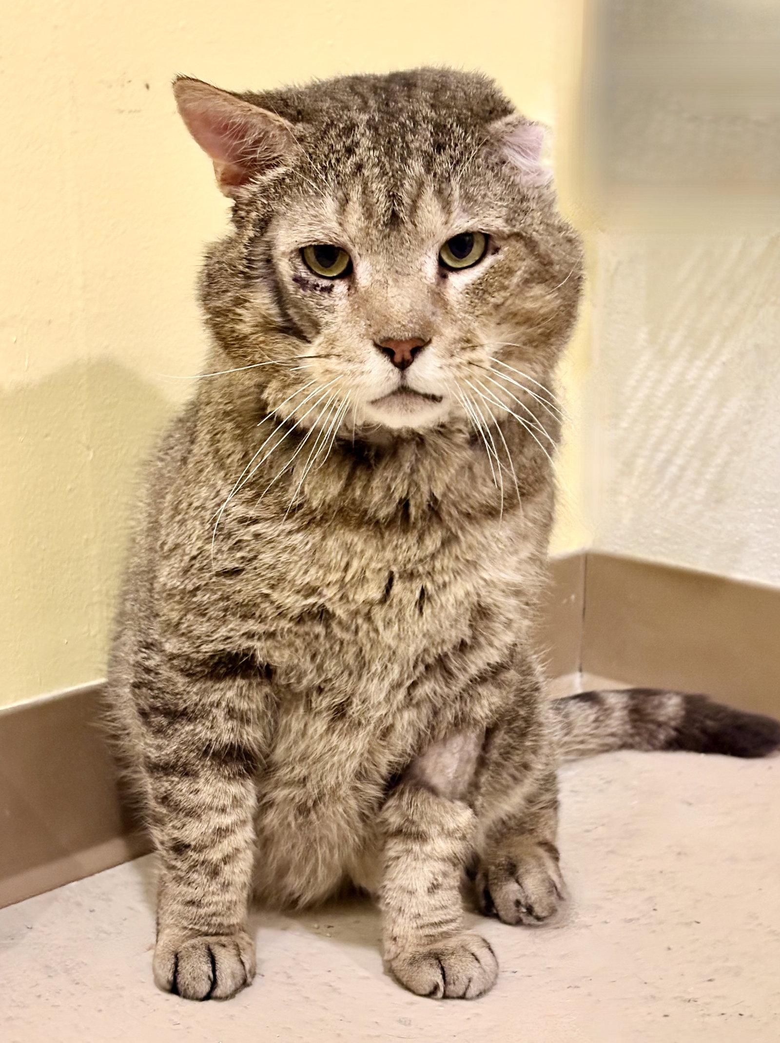 Grumpy, Adoptable, Adult Male Tabby.