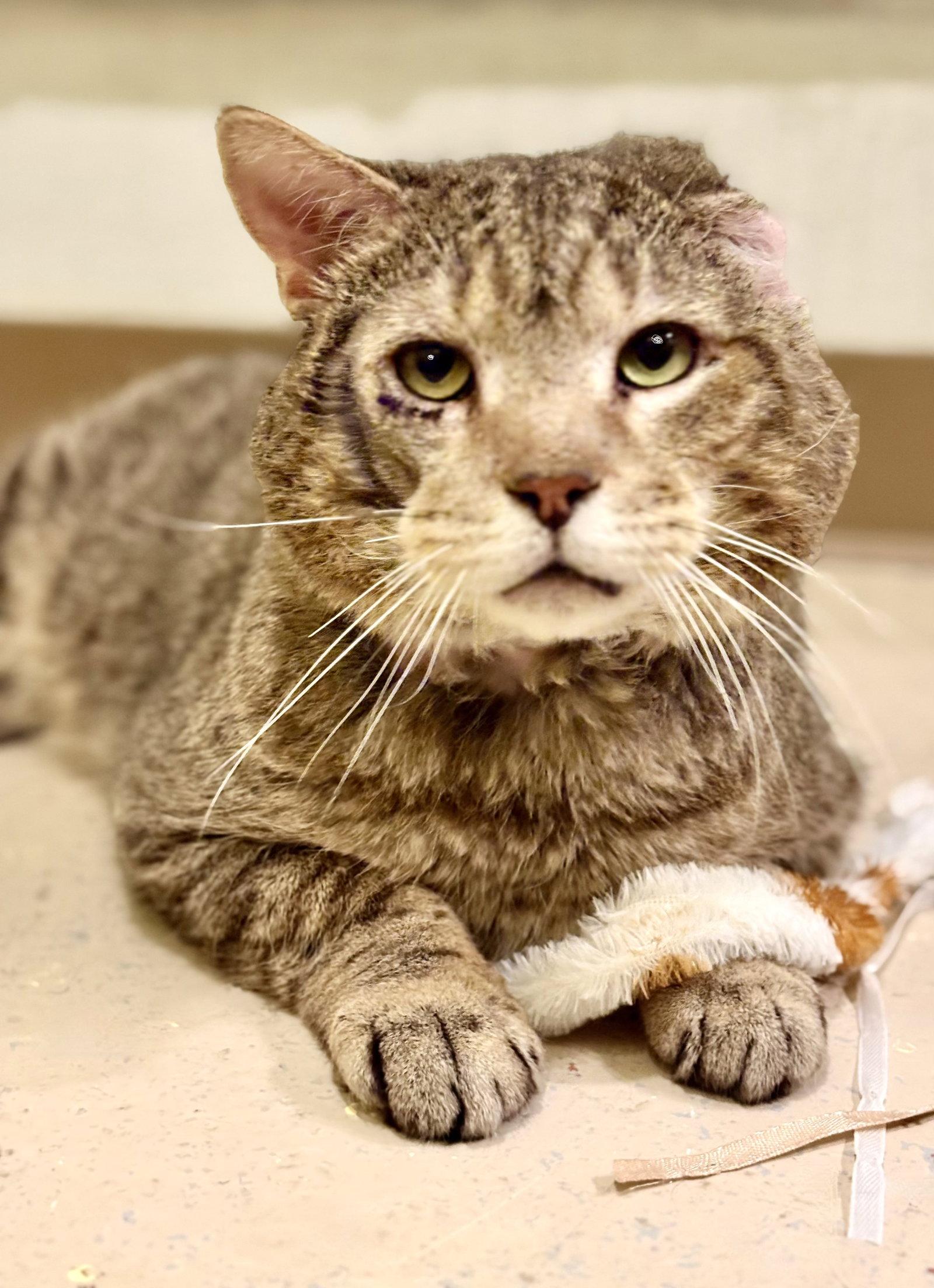Grumpy, a Adoptable Tabby in Flint Hill, VA image 2/3