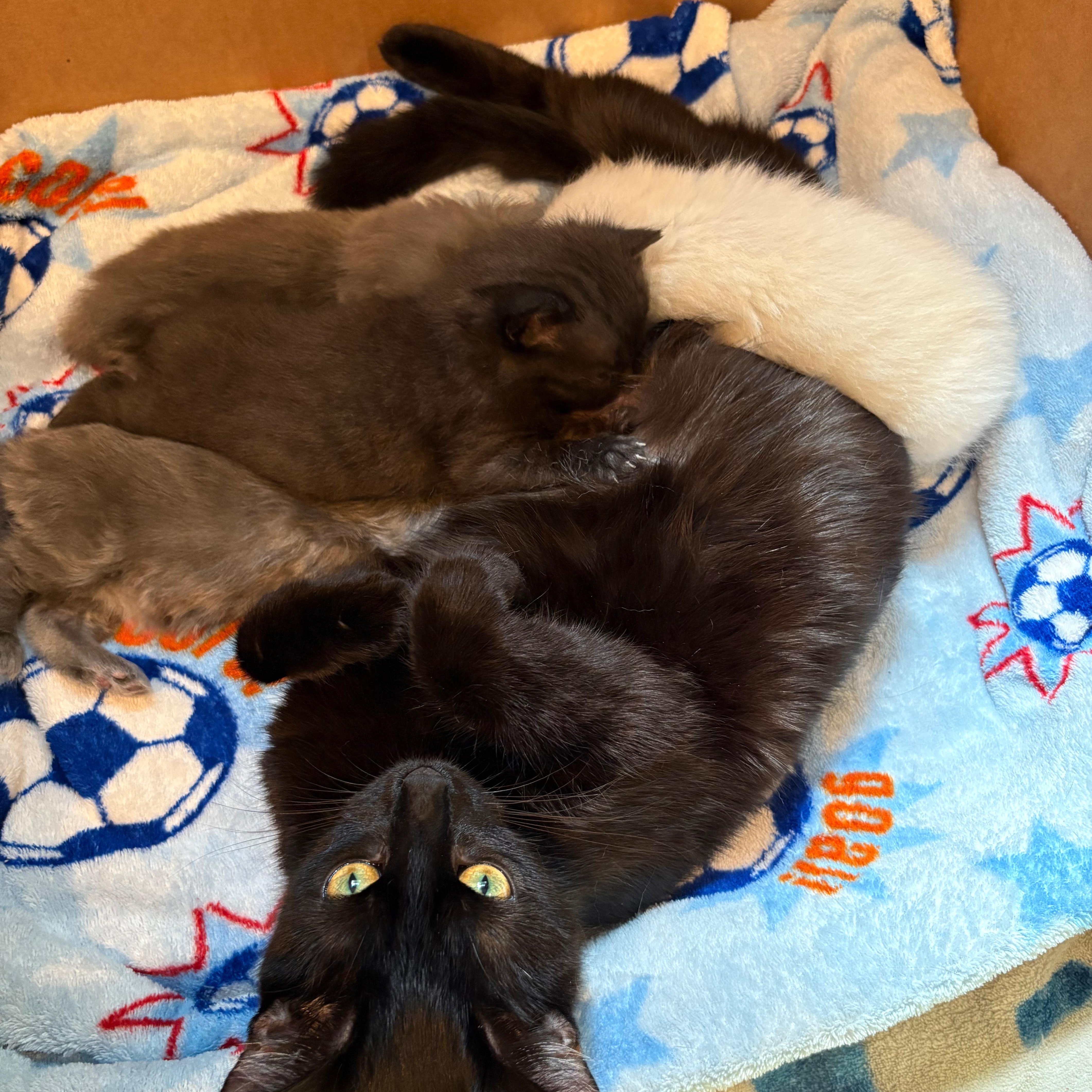 Beatrix-Sweet Companion Cat, a Adoptable Domestic Short Hair in Laurel, MD image 2/6