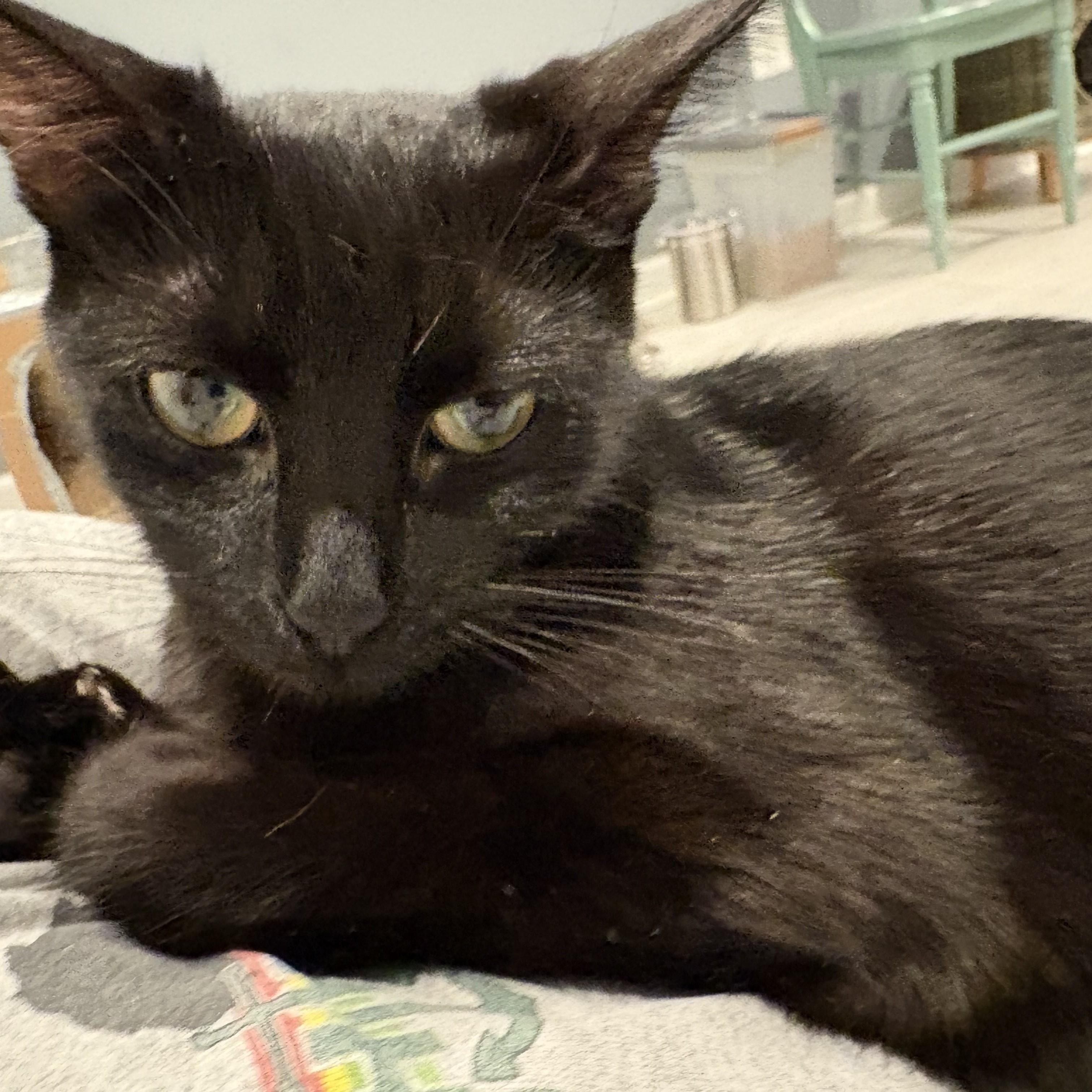 Beatrix-Sweet Companion Cat, a Adoptable Domestic Short Hair in Laurel, MD image 3/6