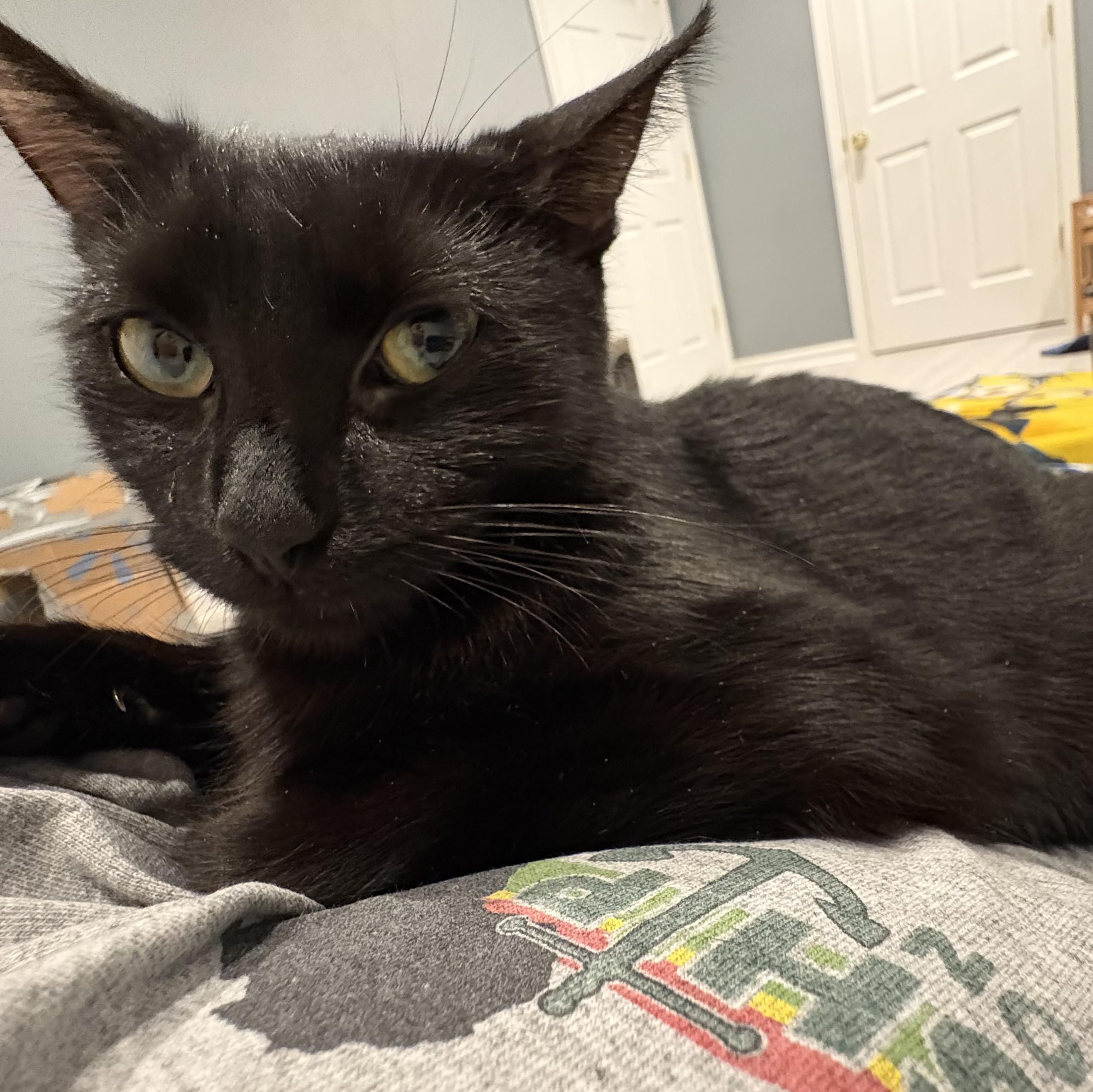 Beatrix-Sweet Companion Cat, a Adoptable Domestic Short Hair in Laurel, MD image 4/6