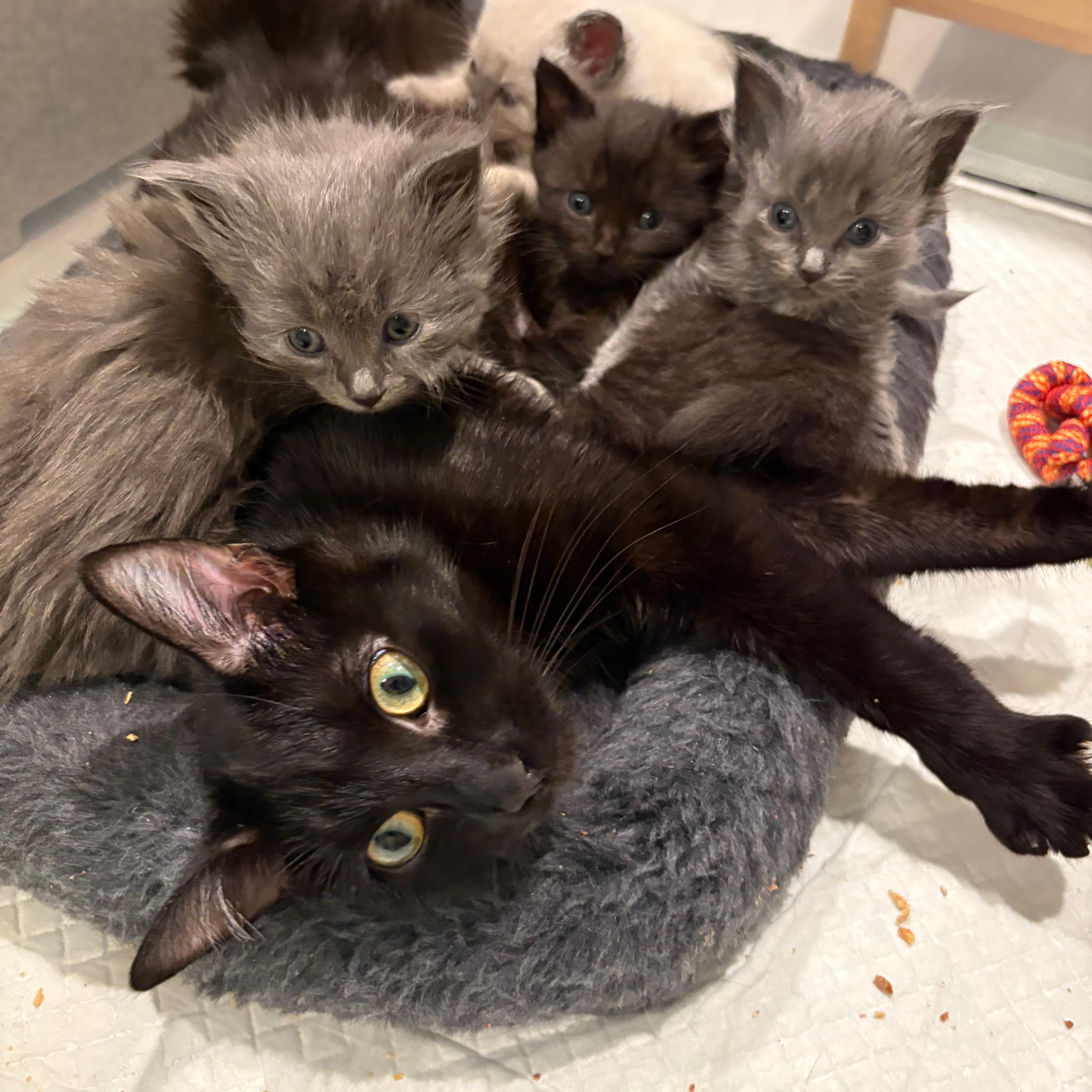 Beatrix-Sweet Companion Cat, a Adoptable Domestic Short Hair in Laurel, MD image 5/6