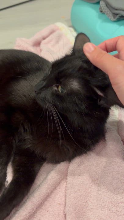 Enlarge Beatrix-Sweet Companion Cat, a Adoptable Domestic Short Hair in Laurel, MD video 6/6