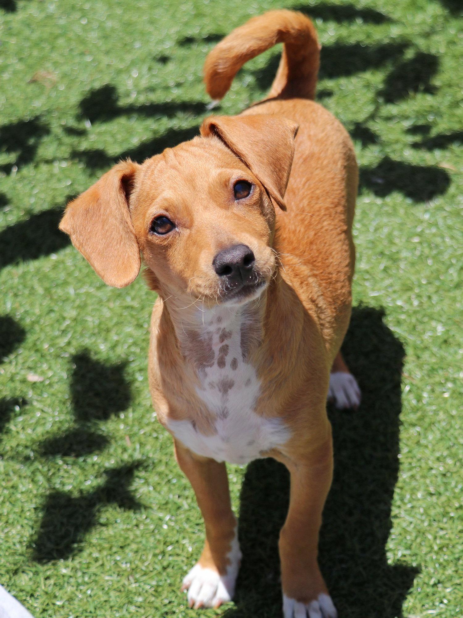 Enlarge Birdie, a Adoptable mixed breed in Mission Viejo, CA image 1/3