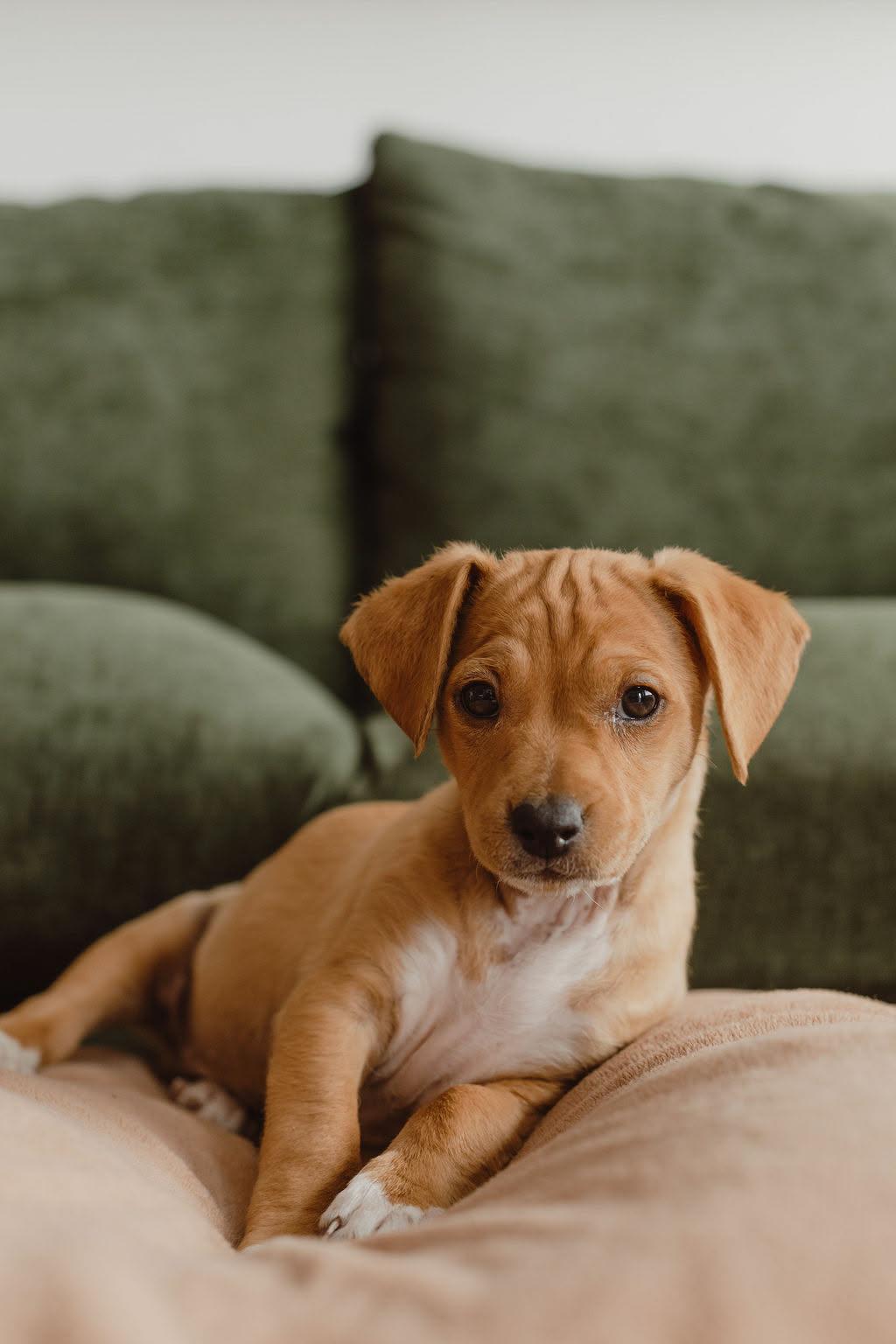 Enlarge Birdie, a Adoptable Terrier in Mission Viejo, CA image 1/3
