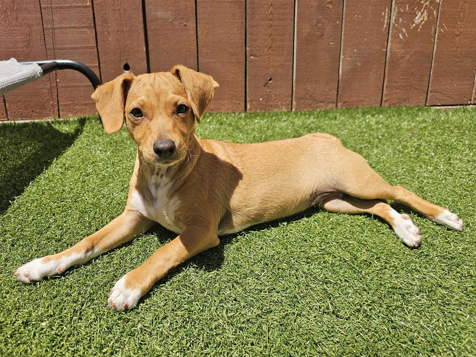 Enlarge Birdie, a Adoptable mixed breed in Mission Viejo, CA image 2/3
