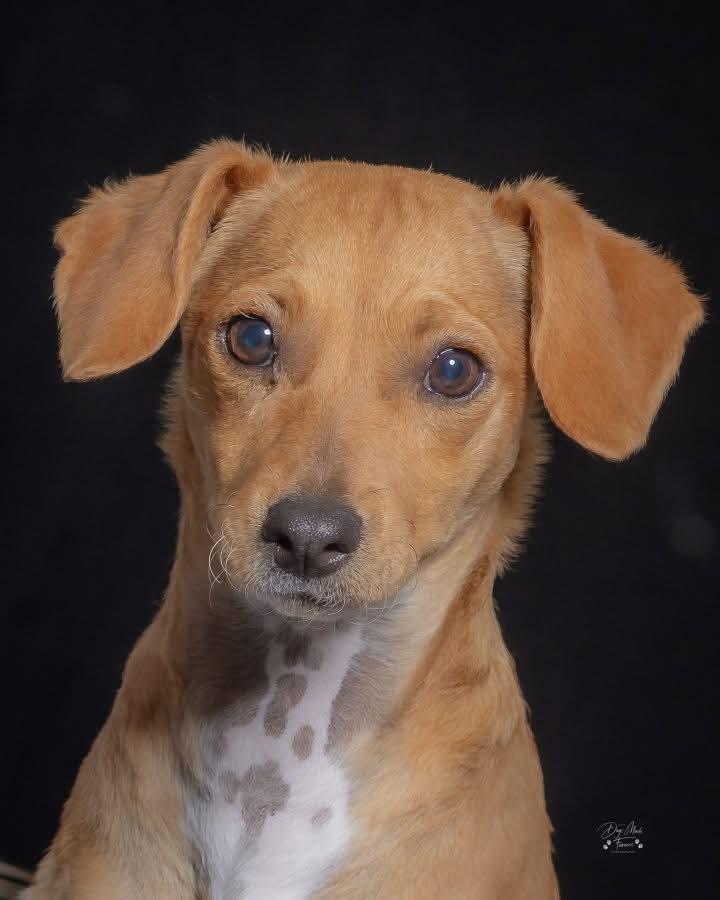 Enlarge Birdie, a Adoptable mixed breed in Mission Viejo, CA image 2/3