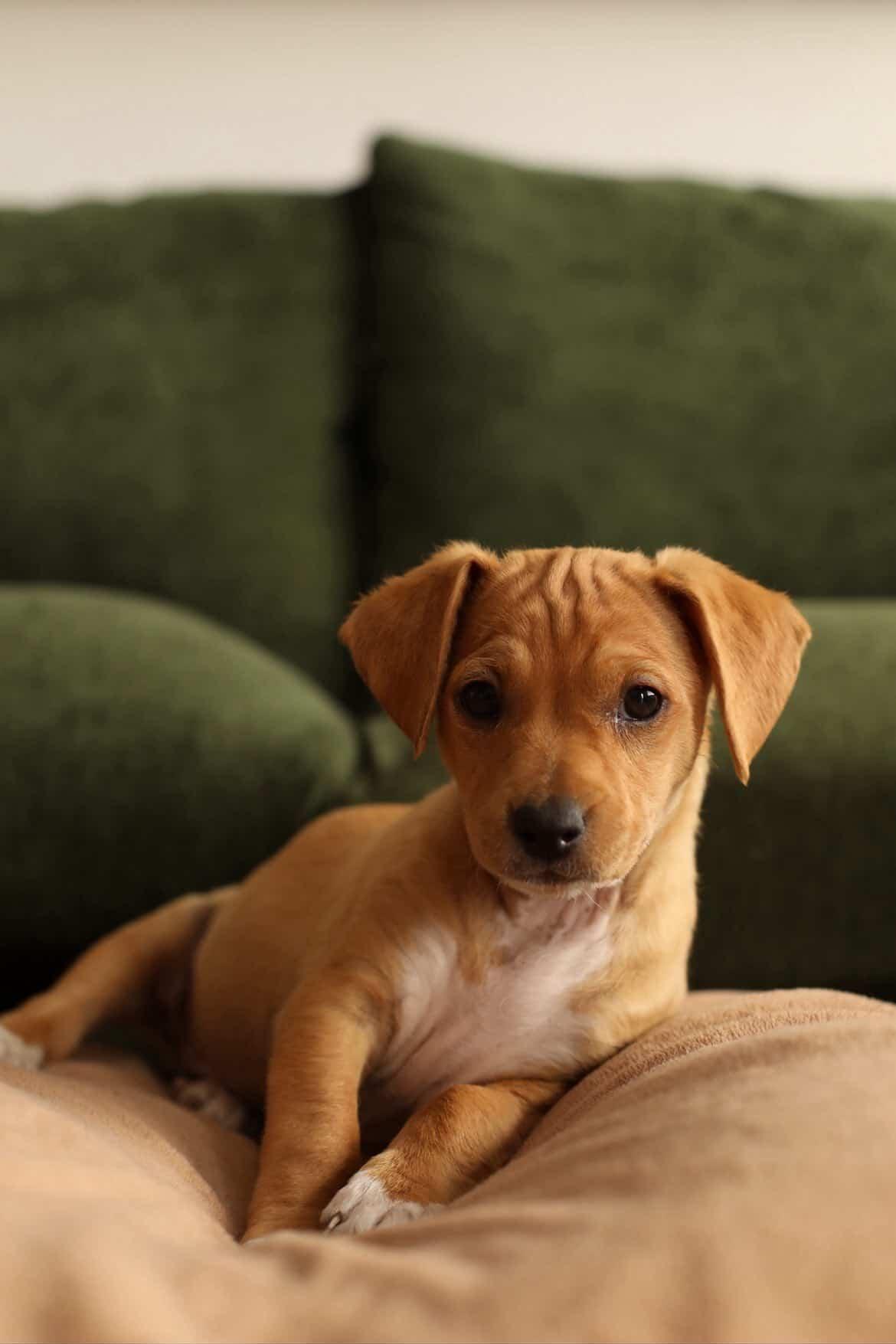 Enlarge Birdie, a Adoptable Terrier in Mission Viejo, CA image 3/3