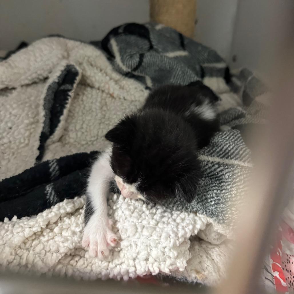 395 Mr chin, a Adoptable Domestic Short Hair in Abbeville, SC image 1/2