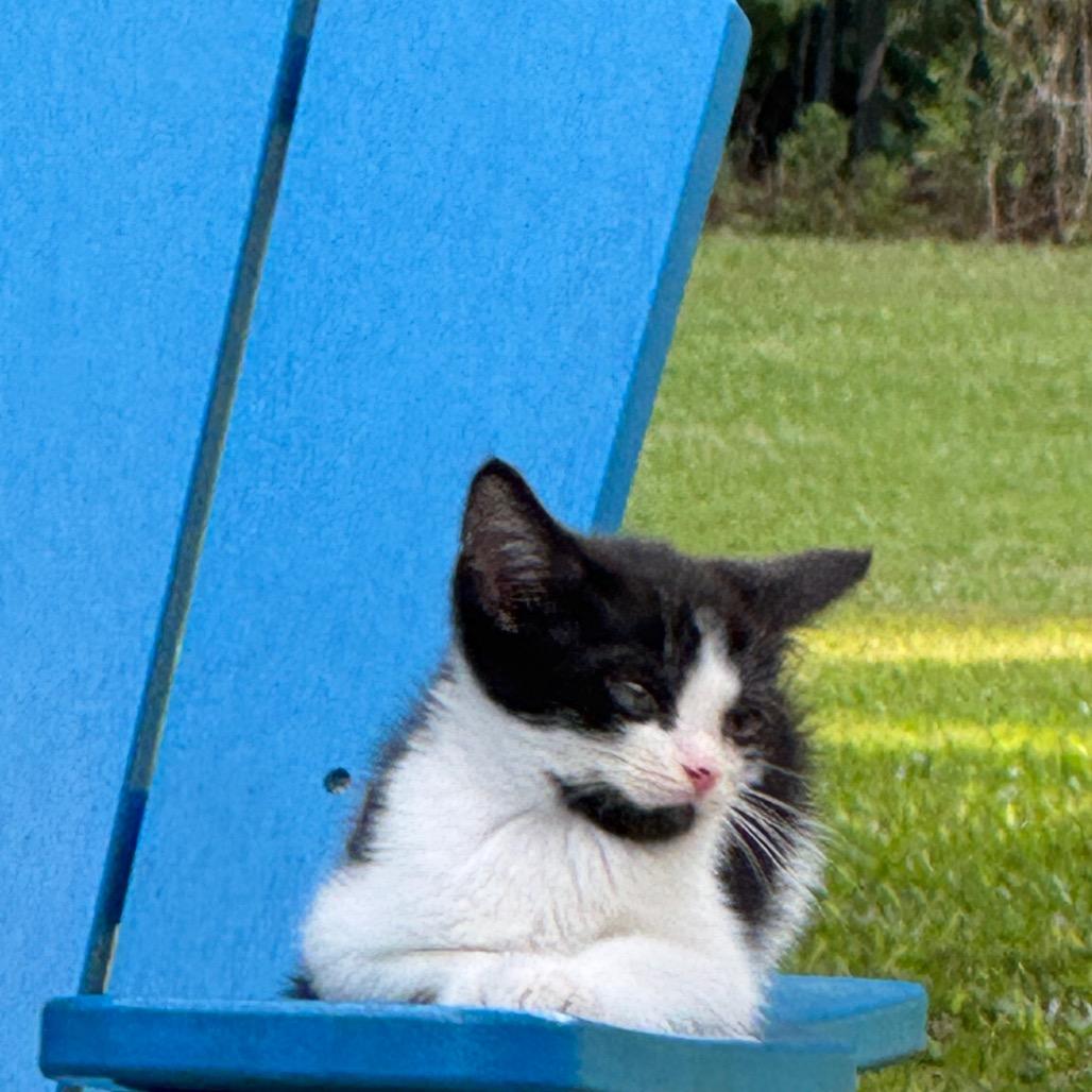 395 Mr chin, a Adoptable Domestic Short Hair in Abbeville, SC image 2/2