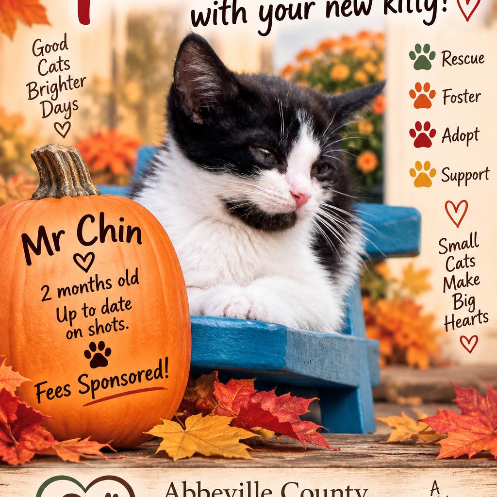 Enlarge 395 Mr chin, a Adoptable Domestic Short Hair in Abbeville, SC image 3/3
