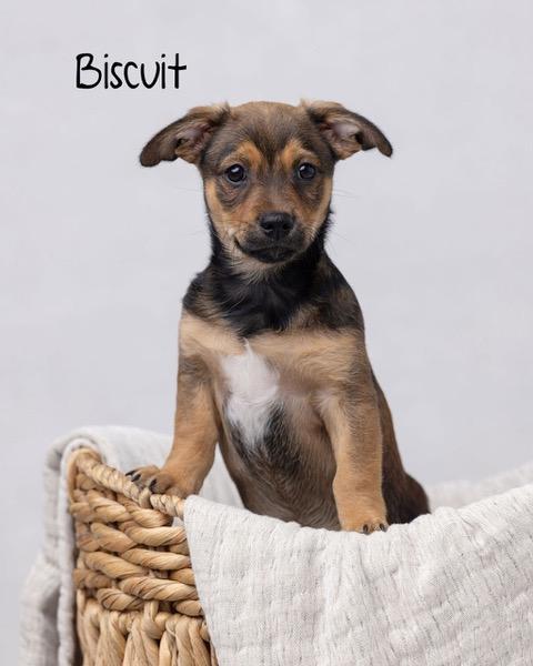 Puppy Biscuit Boy - So Ca — thumbnail 2