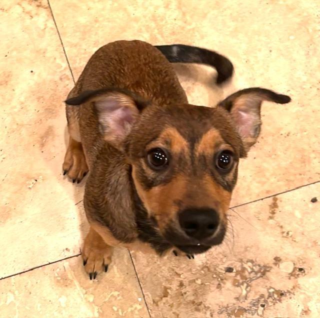 Enlarge Puppy Biscuit Boy  -  So Ca, a Adoptable mixed breed in Los Angeles, CA image 2/3