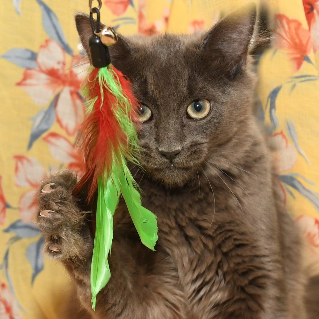 Shoosh Three, Adoptable, Kitten Female Domestic Medium Hair.